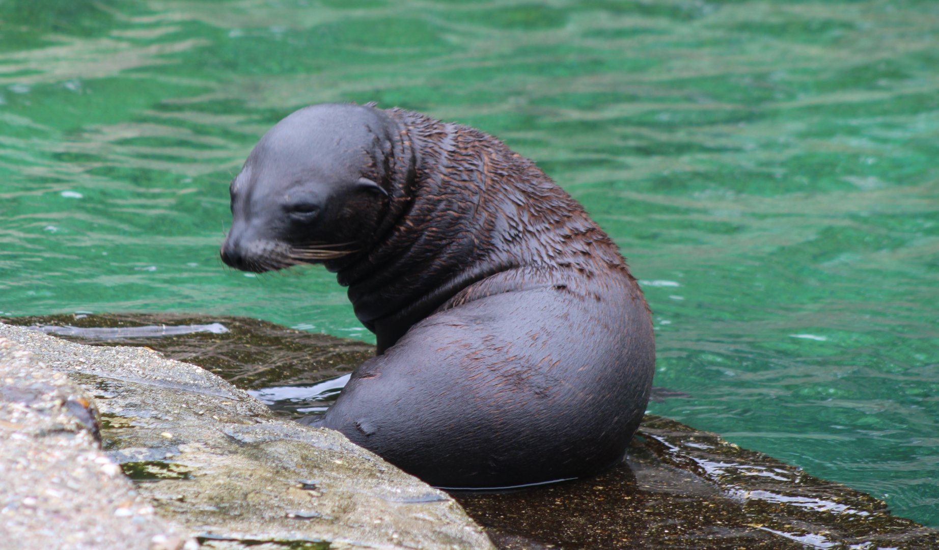 Californian sea-lion pup