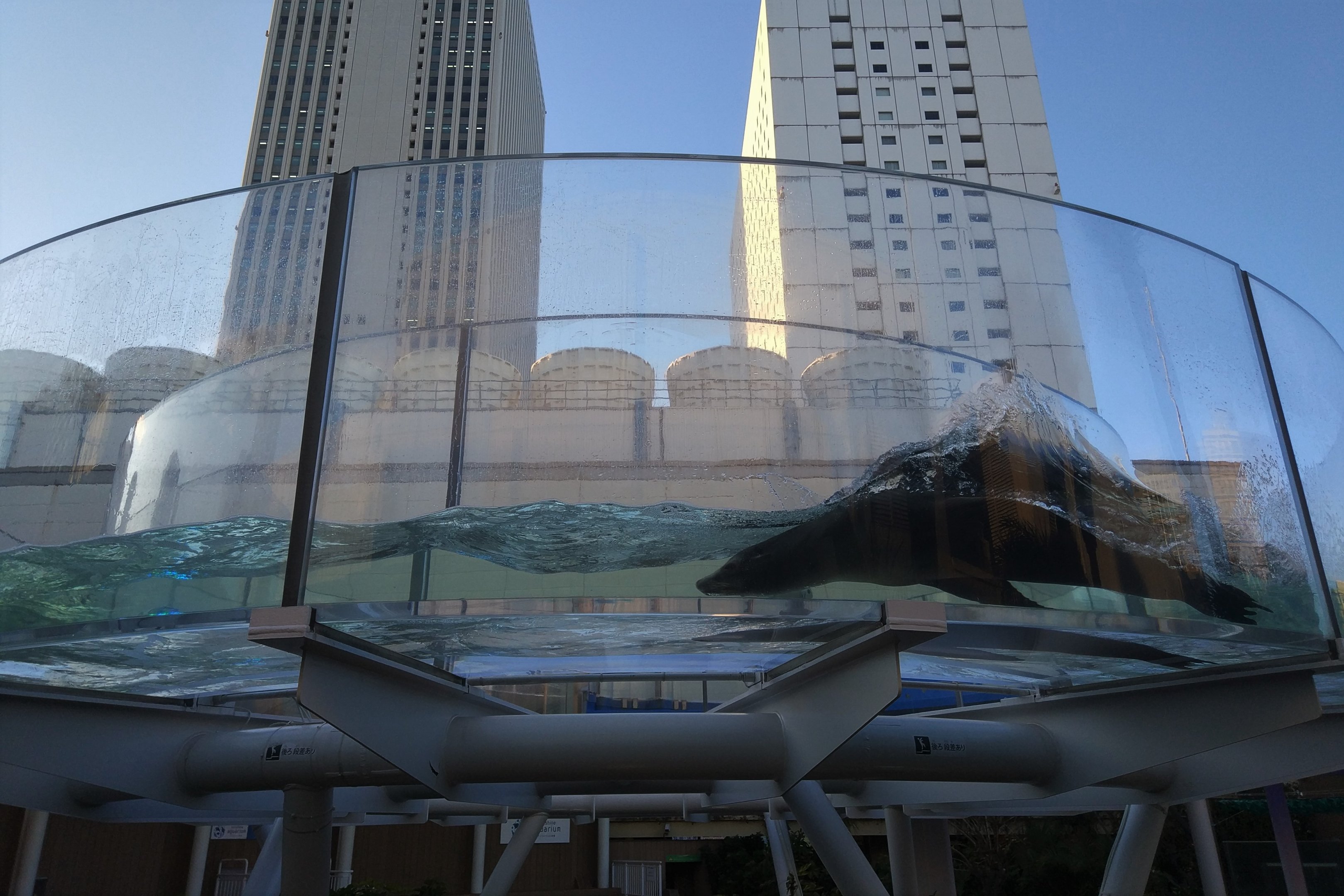 Californian Sea Lion Torus Tank