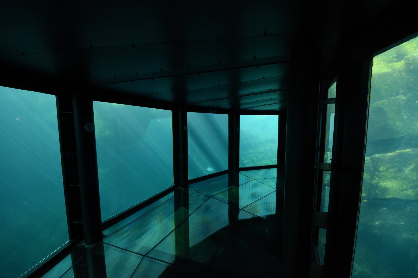 Californian Sea Lion tunnel