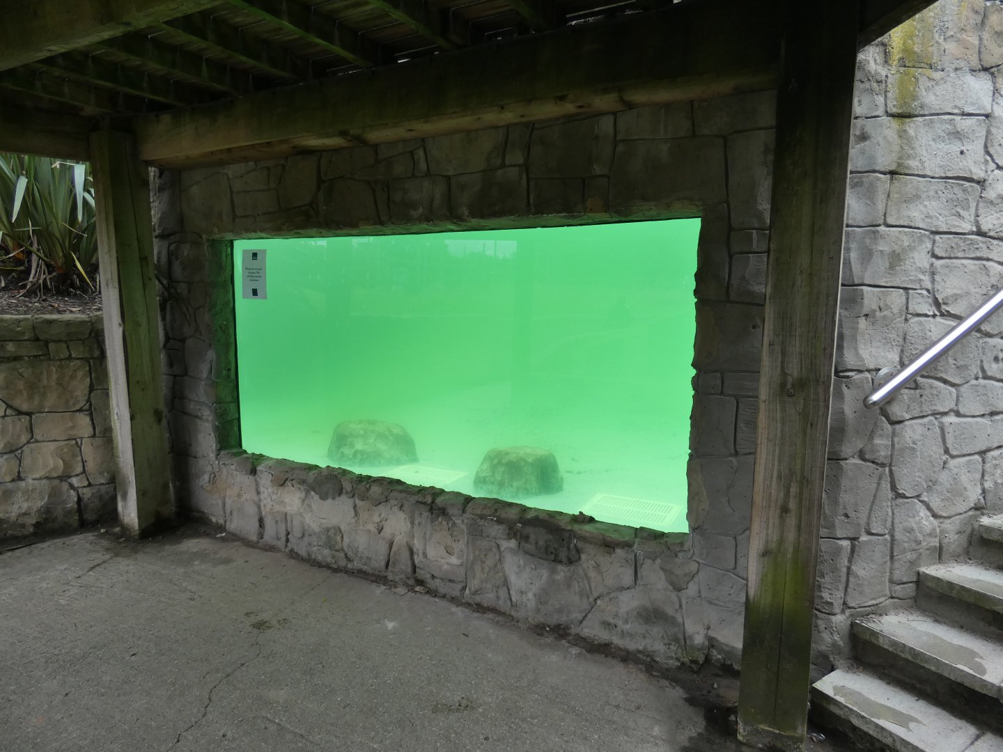Californian Sea Lion underwater viewing