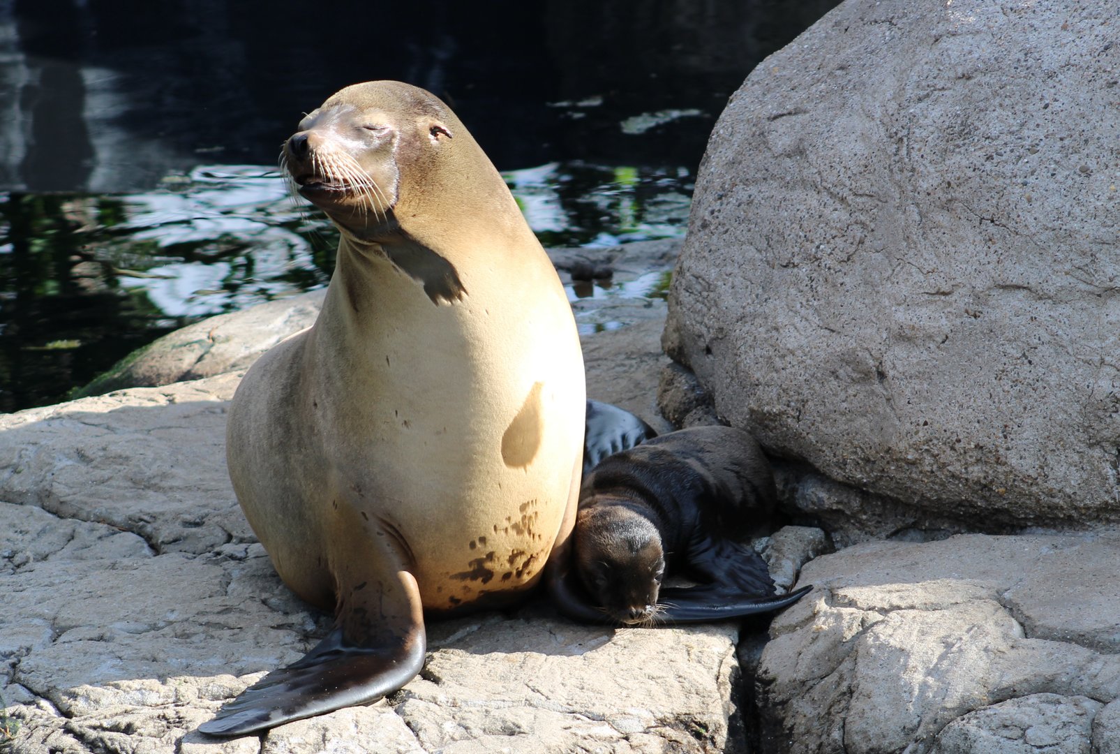 Californian sea-lion with young
