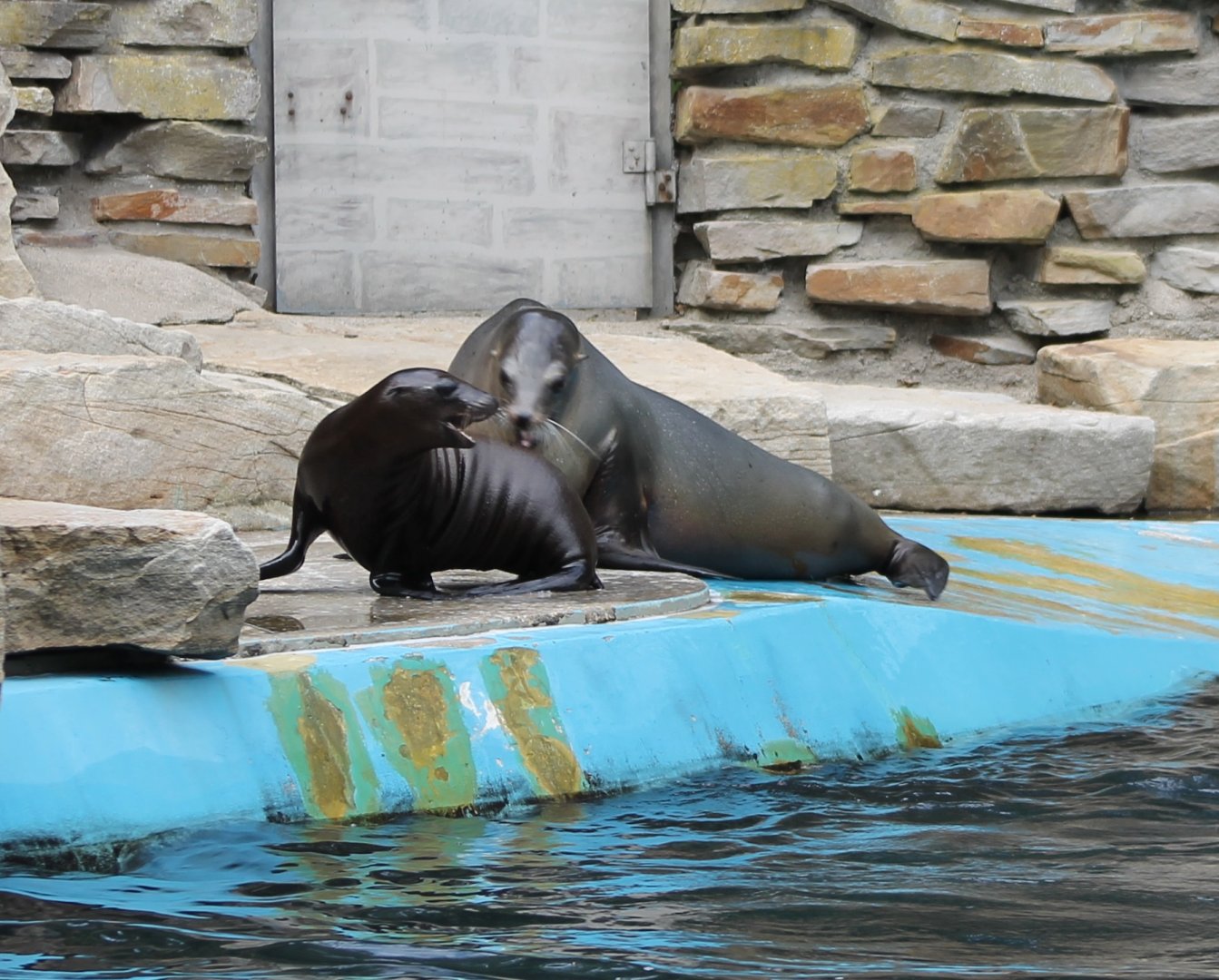Californian sea-lion with youngster