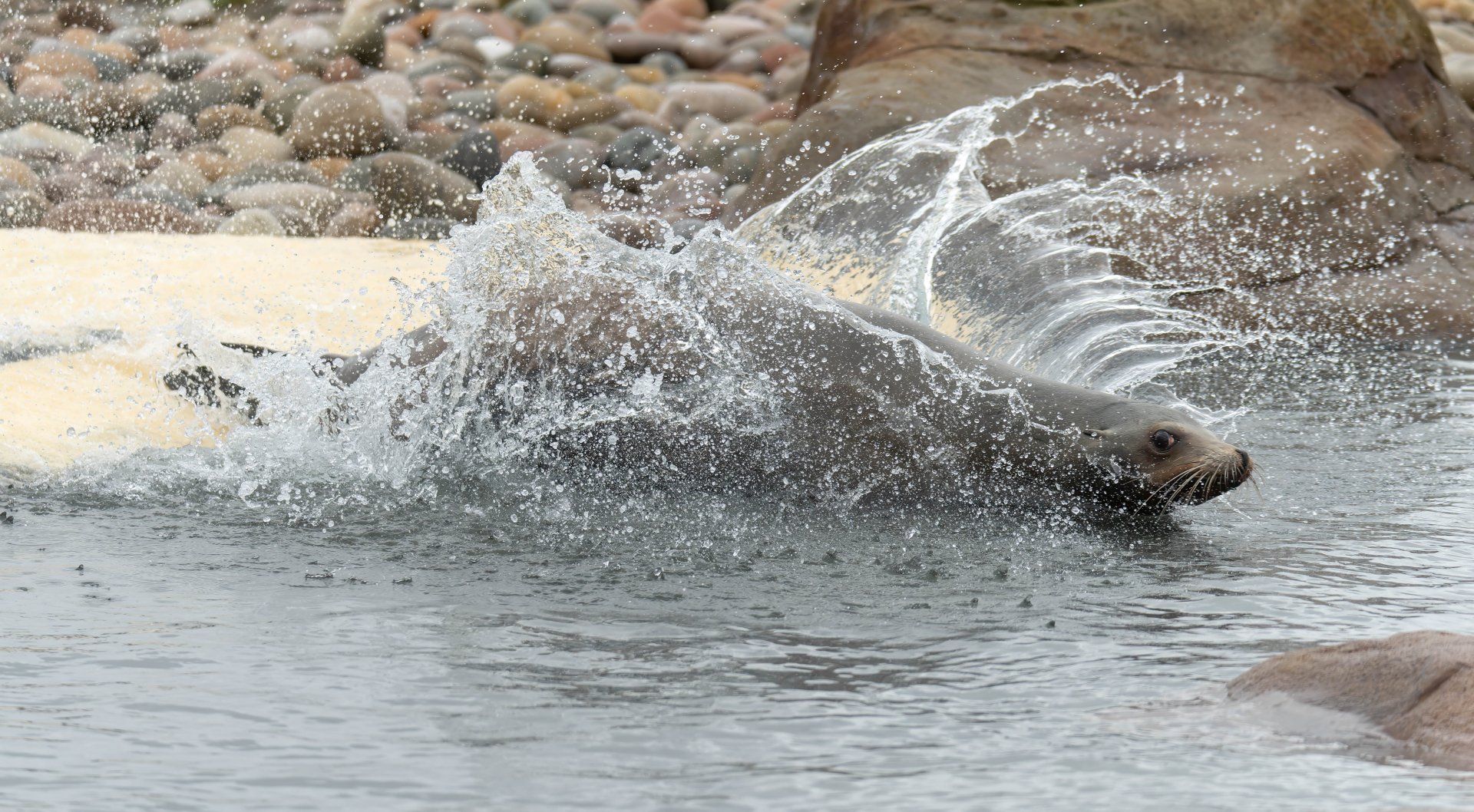 Californian Sea Lion, YWP, UK
