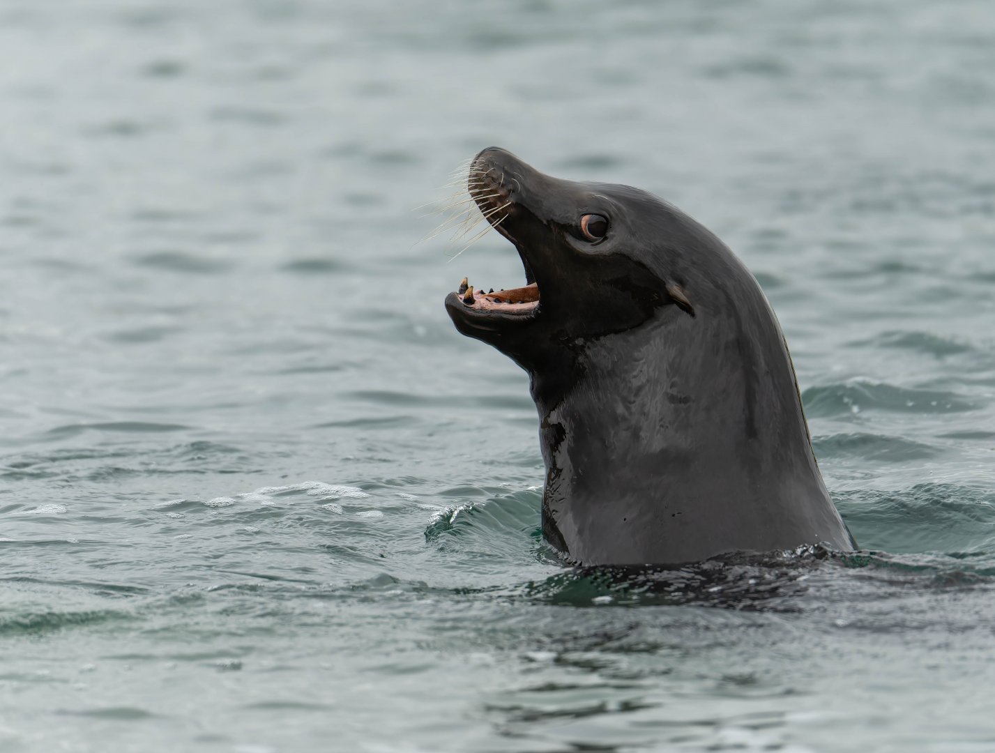 Californian Sea Lion, YWP, UK