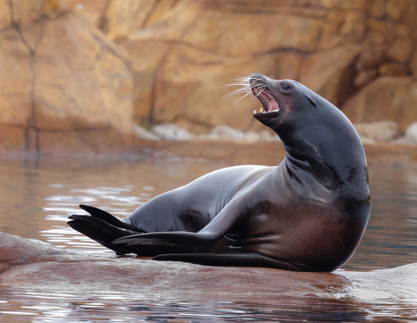 Californian Sea Lion @ YWP