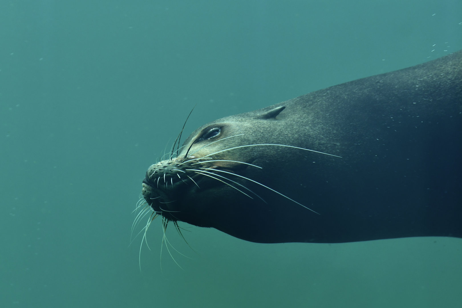 Californian sea lion Zalophus californianus