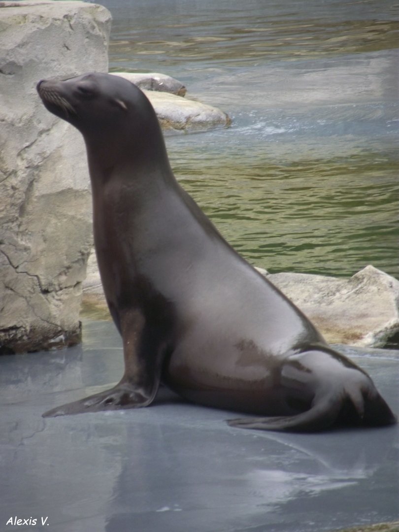 Californian Sea Lion - Zooparc de Beauval - 13/10/2024