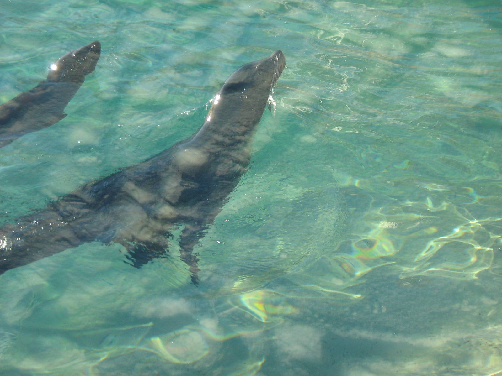 Californian Sea Lion.