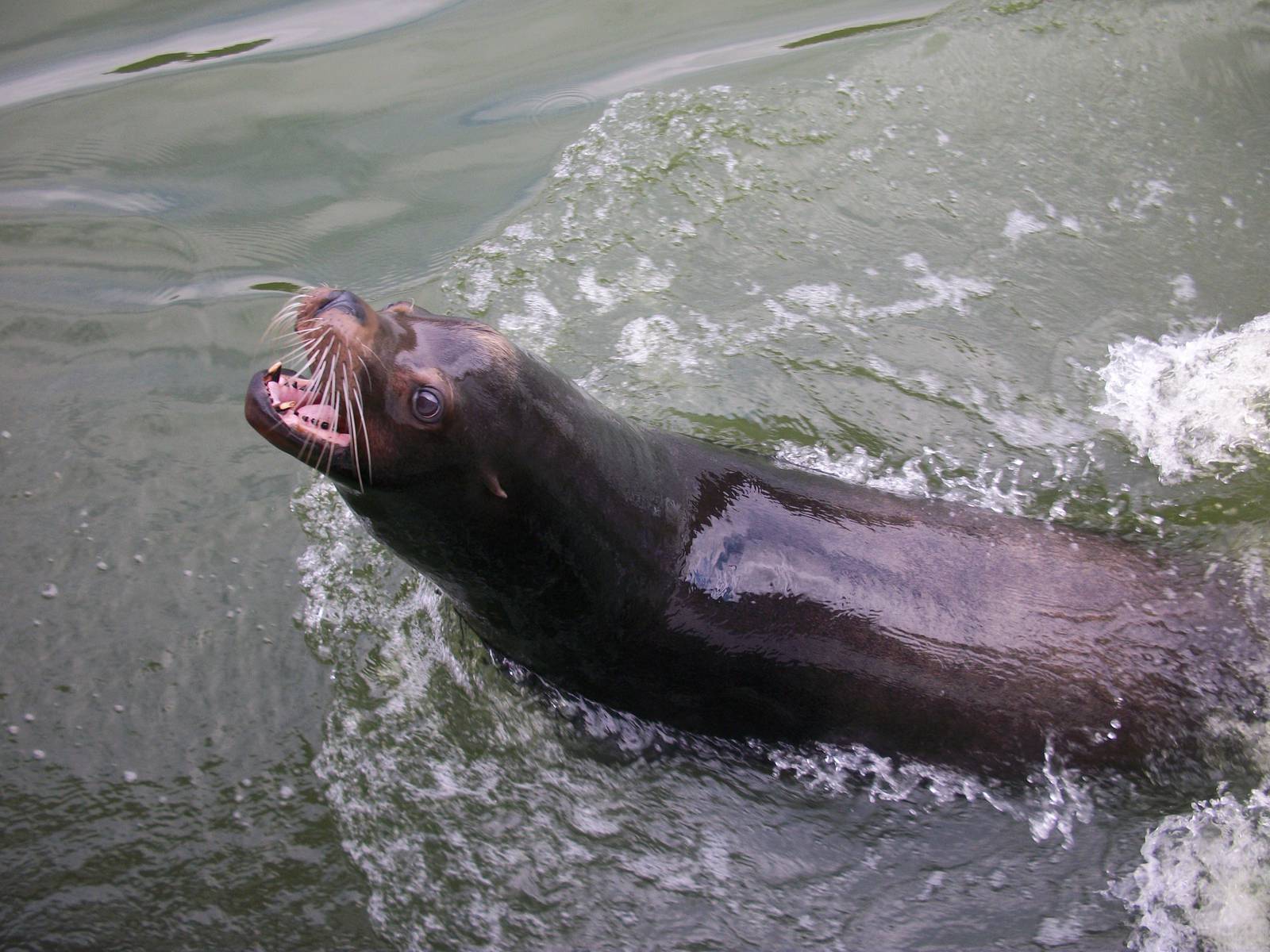Californian Sea Lion