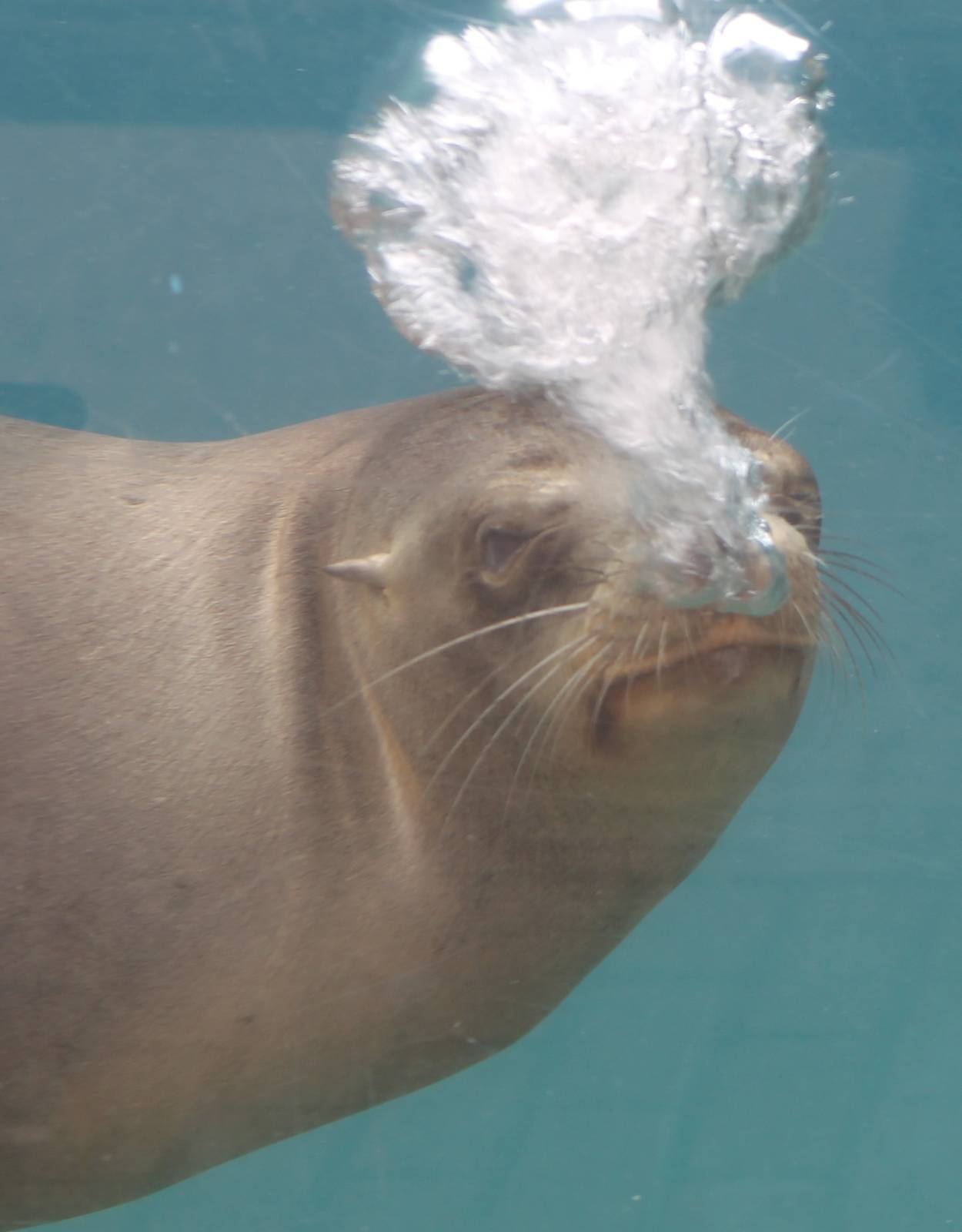 Californian sea-lion