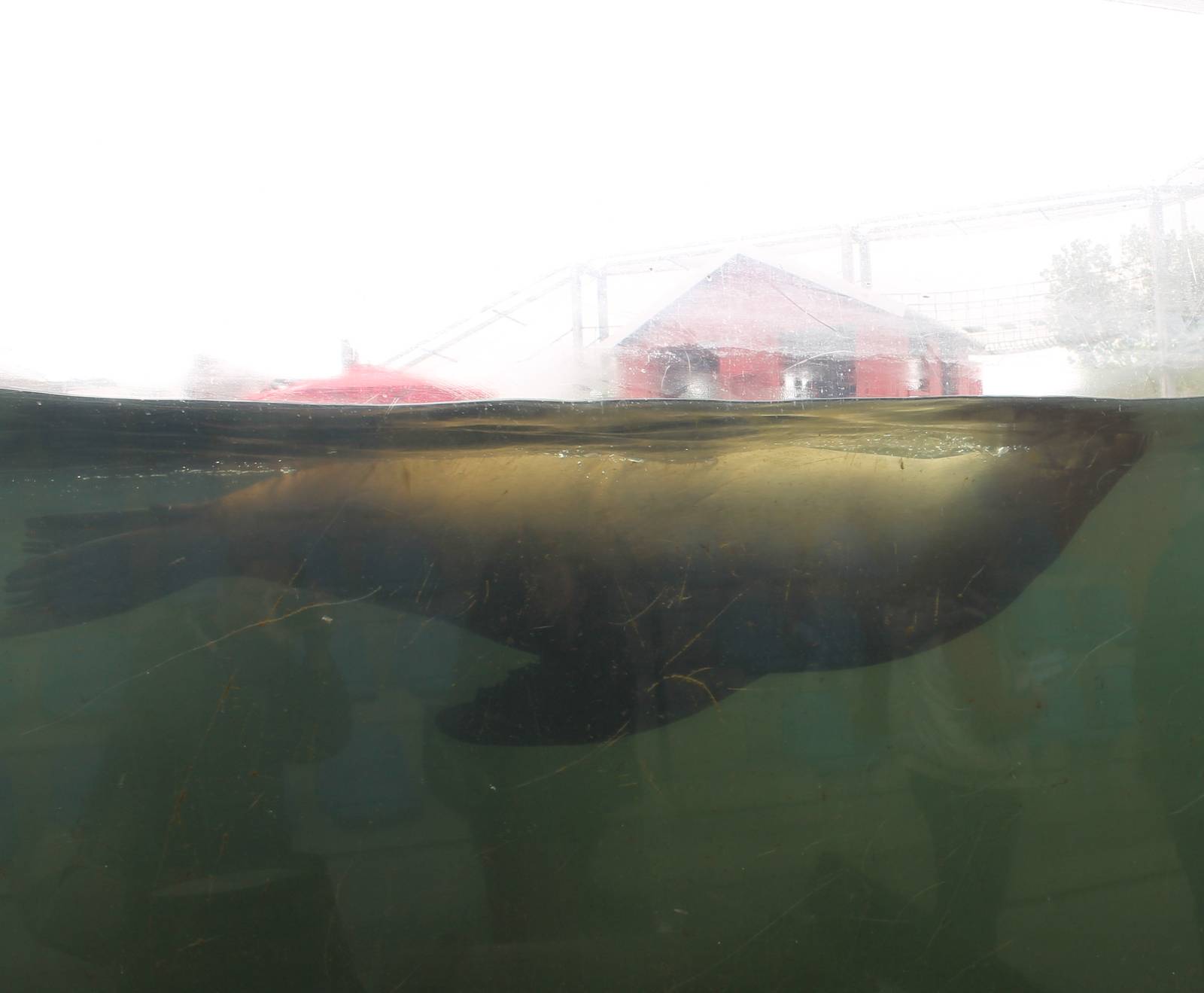 Californian sea lion