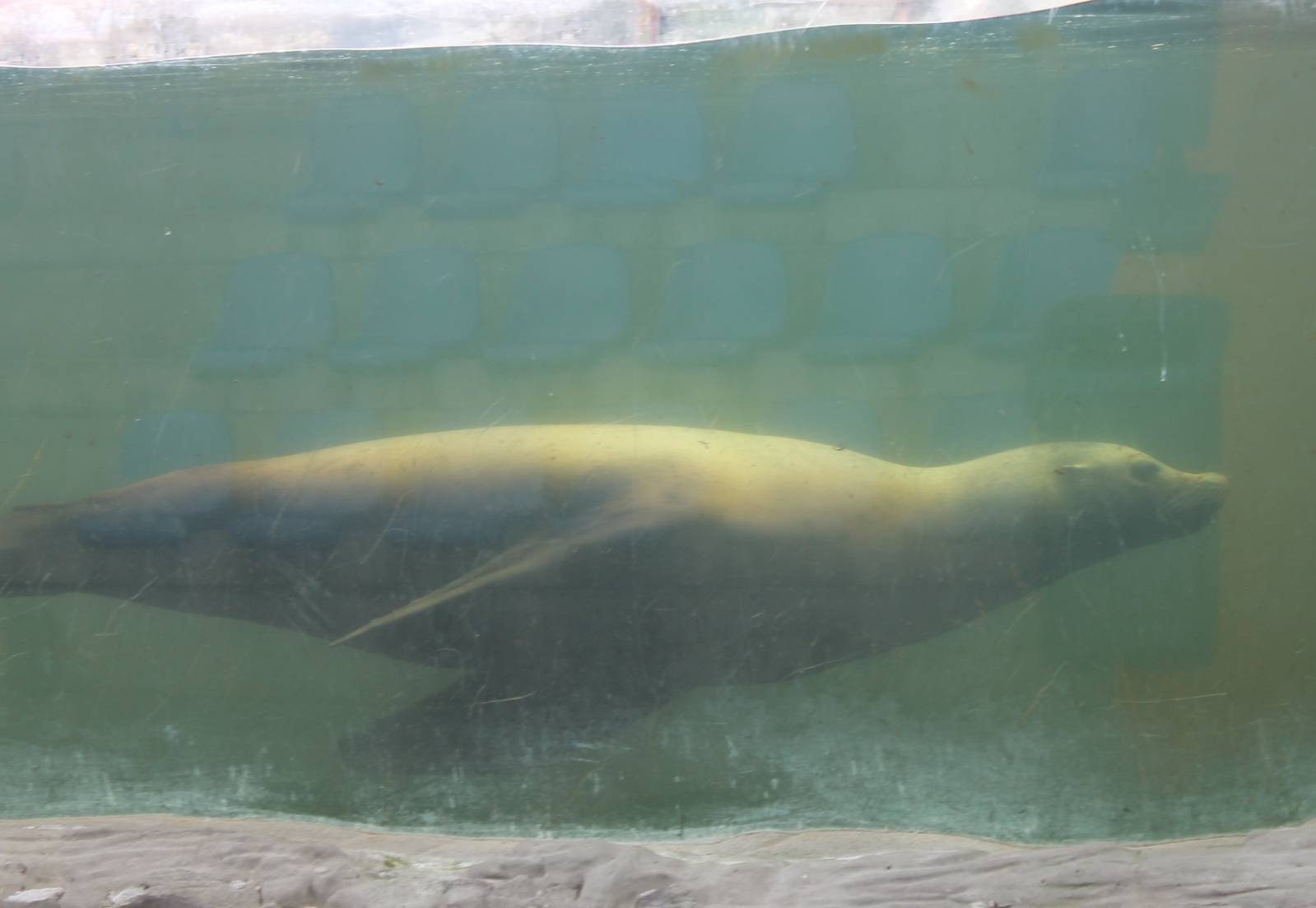 Californian sea lion