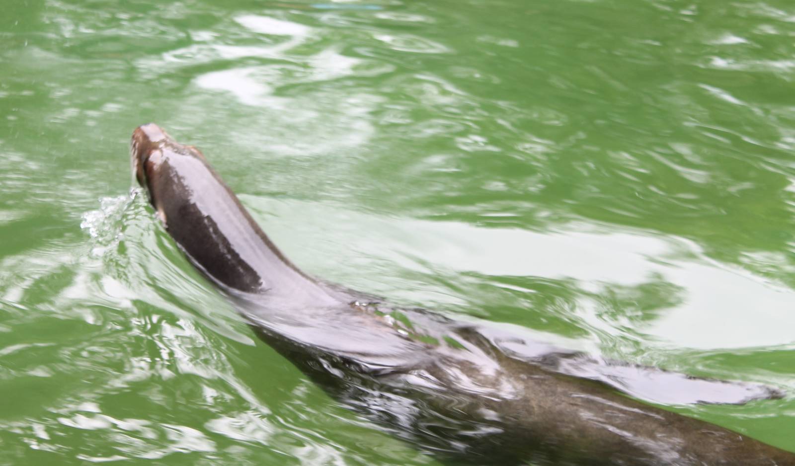 Californian sea lion