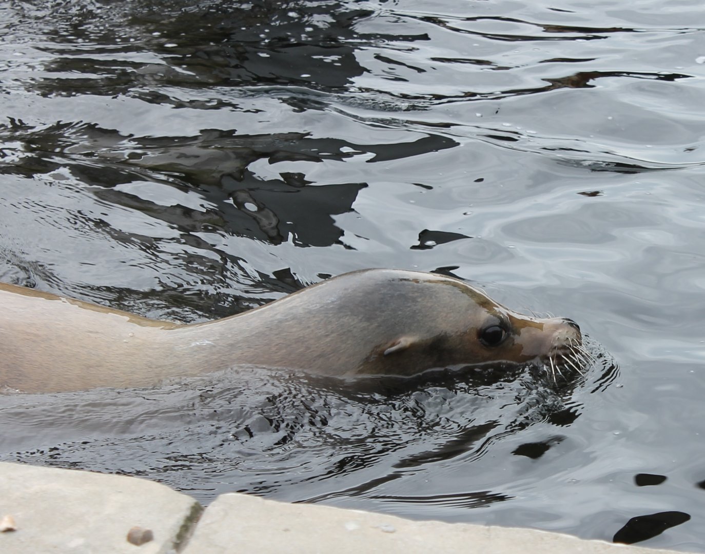 Californian sea-lion