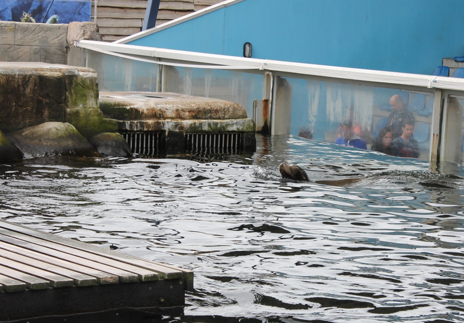 Californian sea-lion