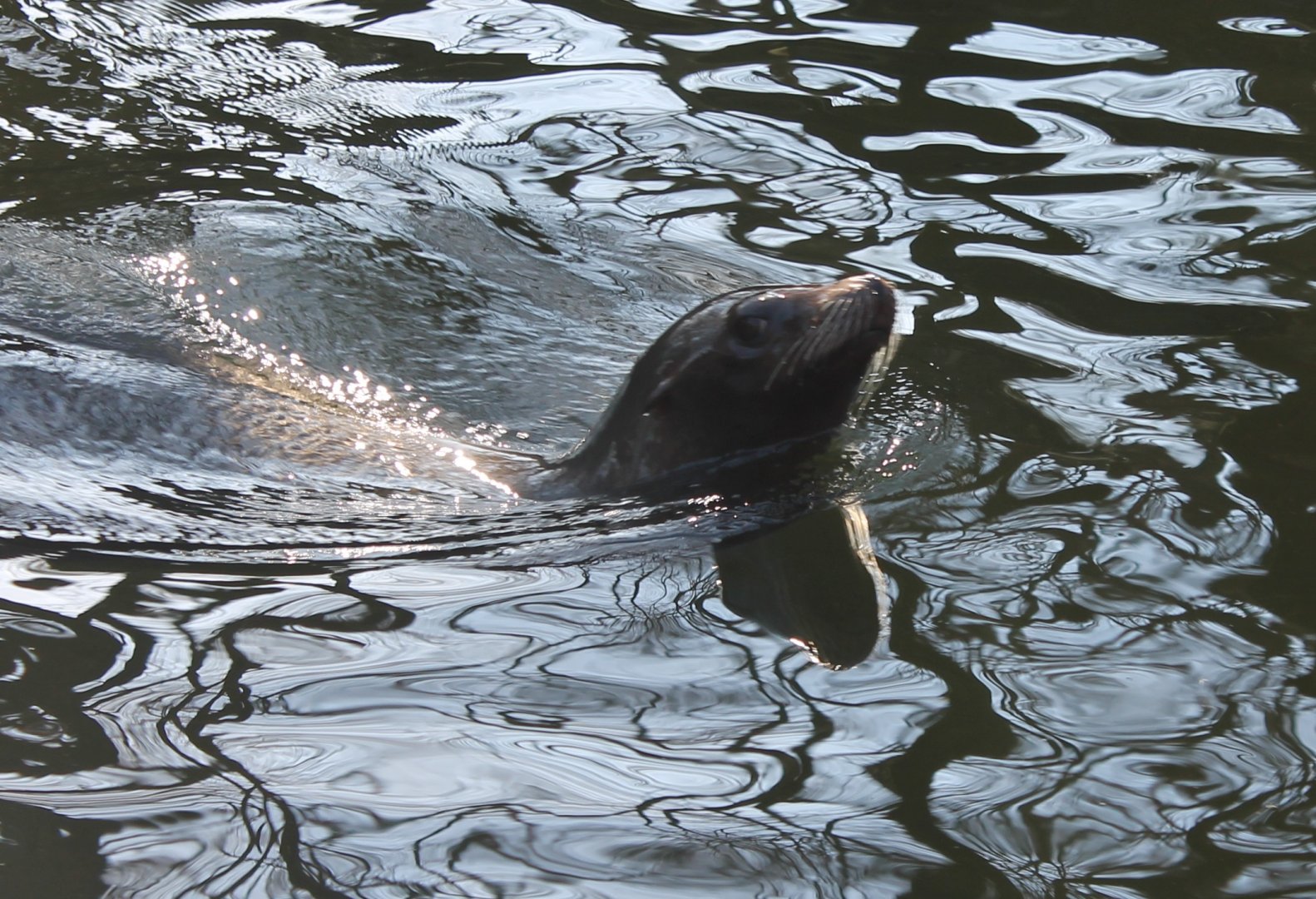 Californian sea-lion