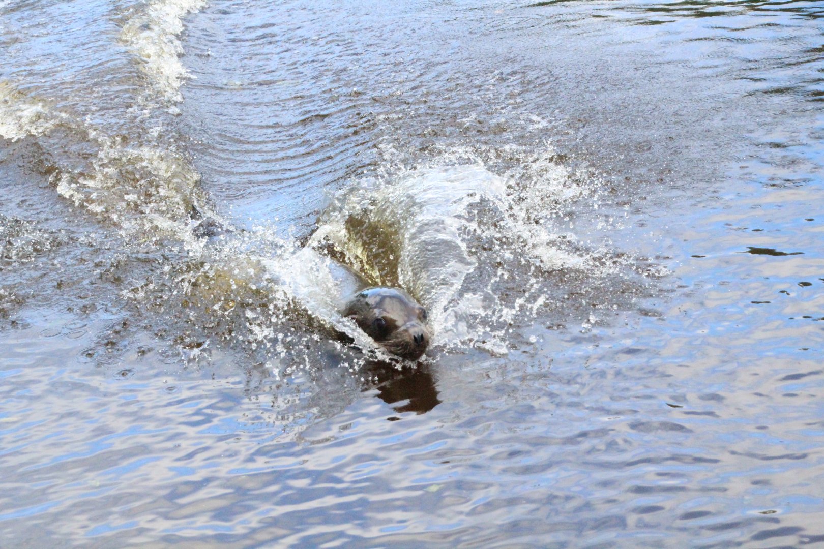 Californian Sea Lion