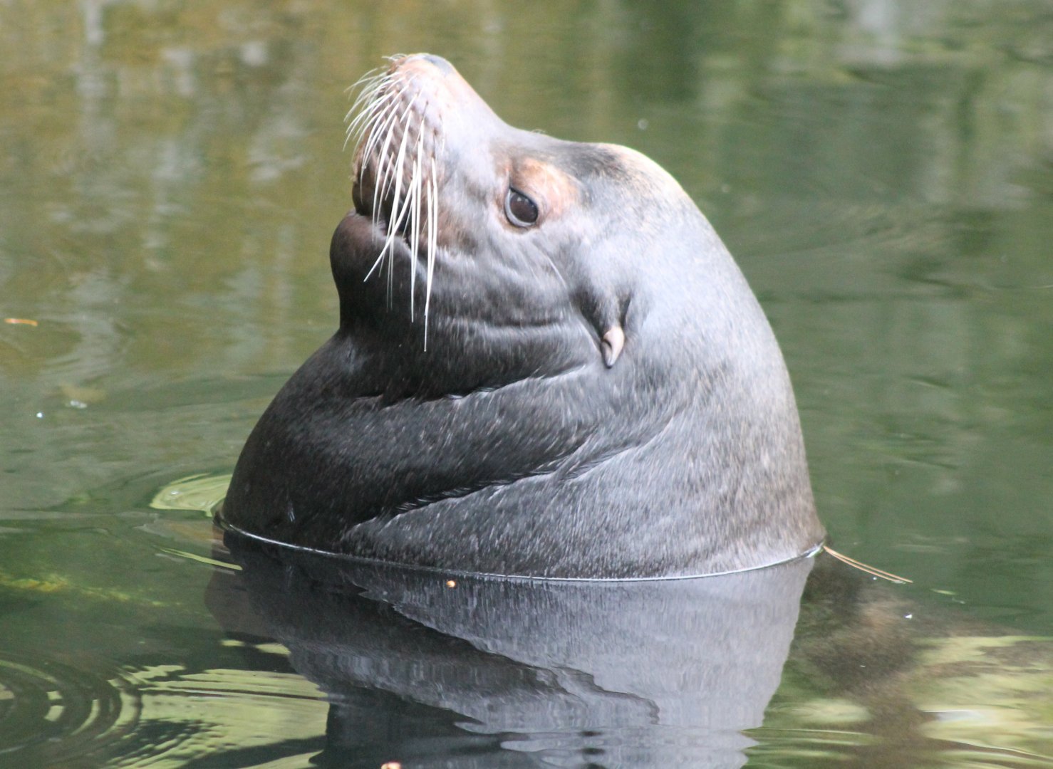 Californian sea-lion