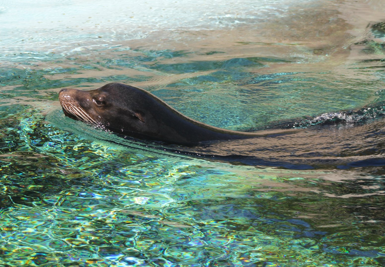Californian sea-lion