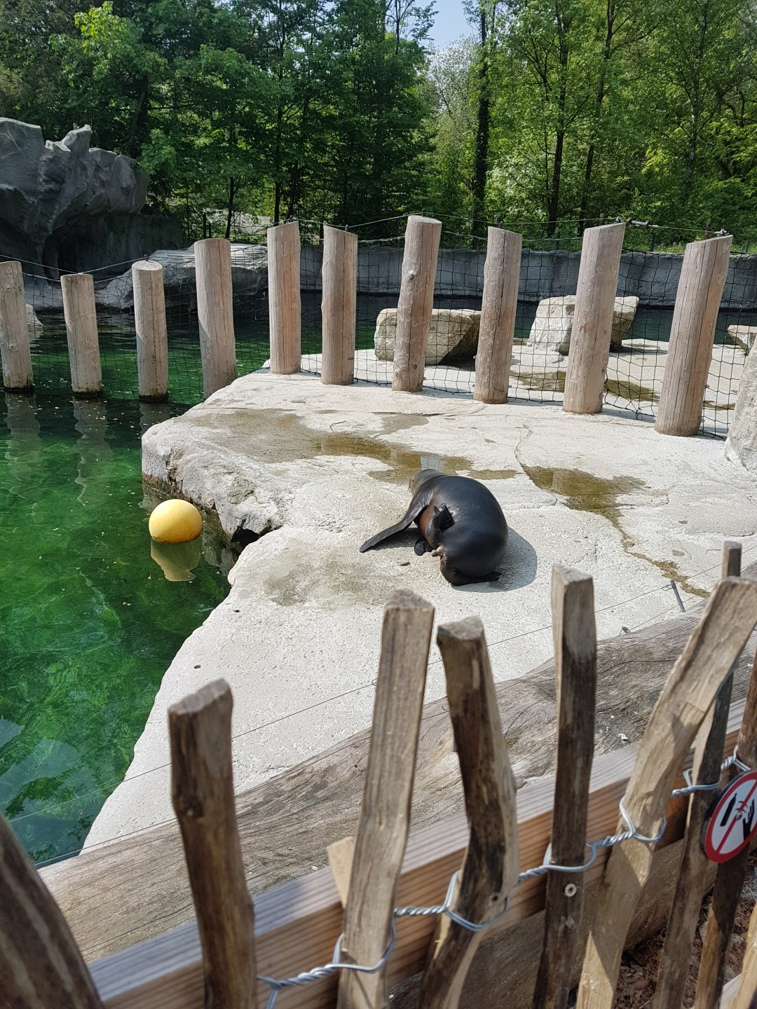 Californian Sea Lion