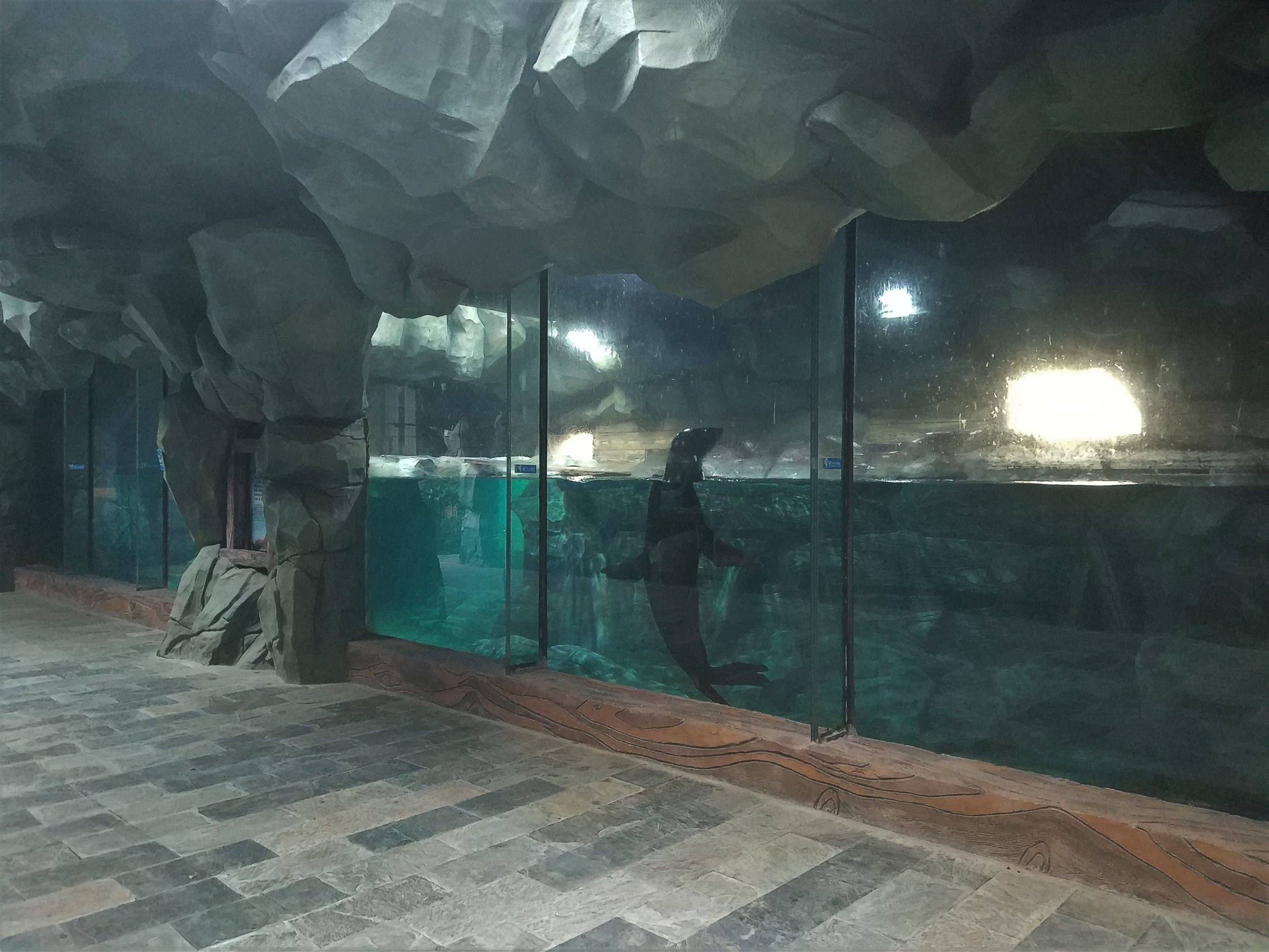 Californian Sea Lion