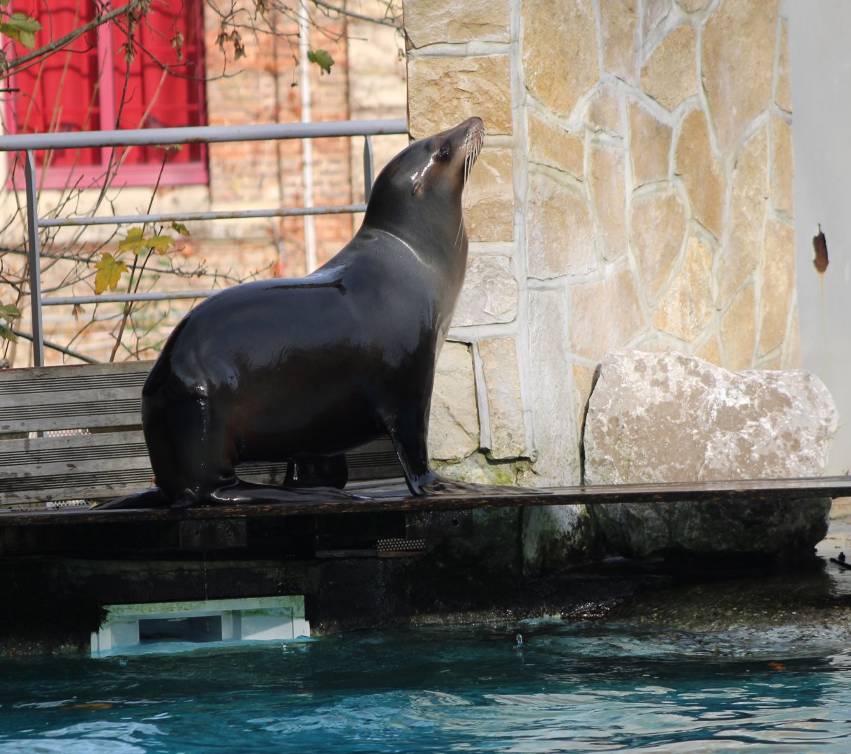 Californian sea-lion