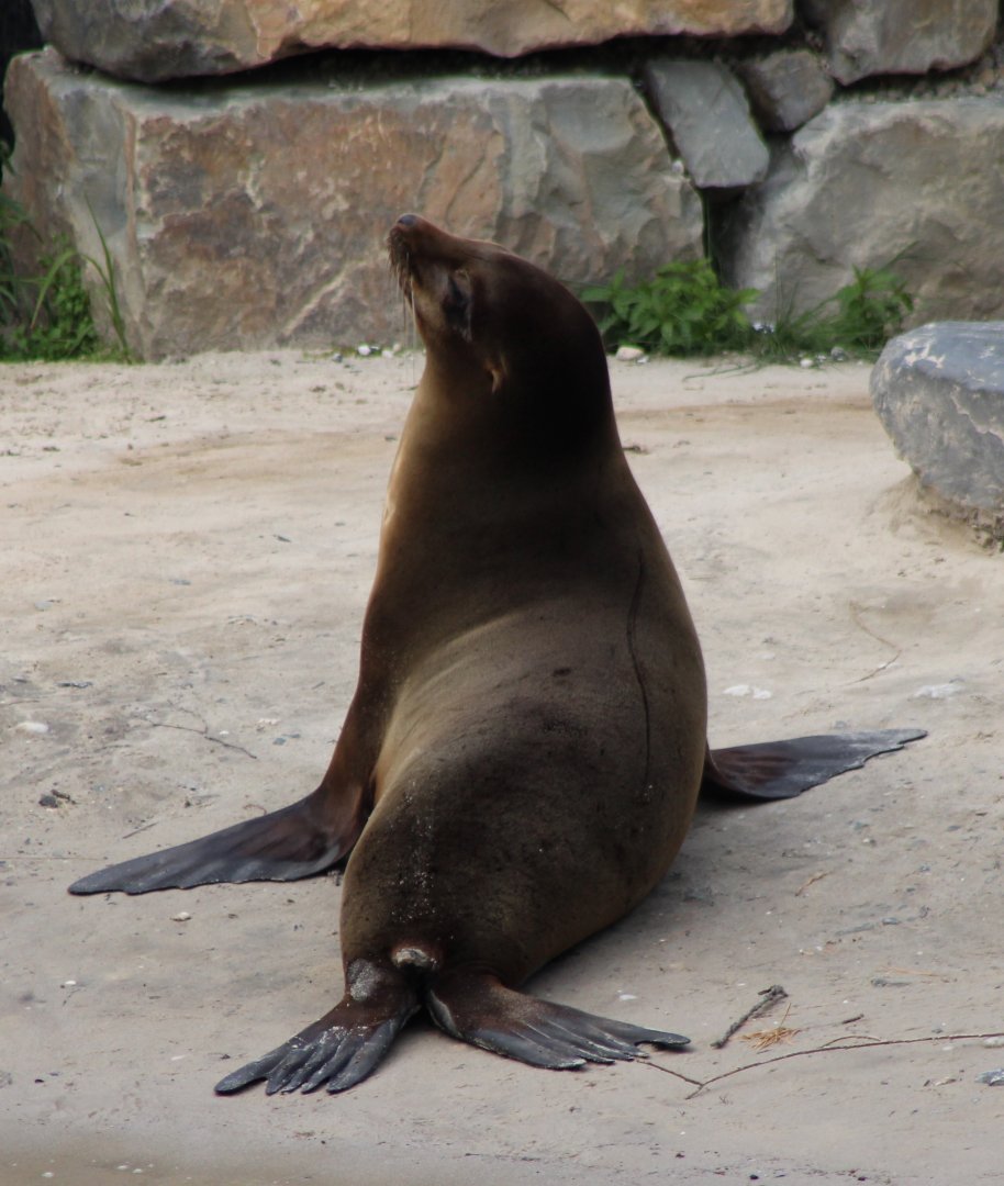Californian sea-lion