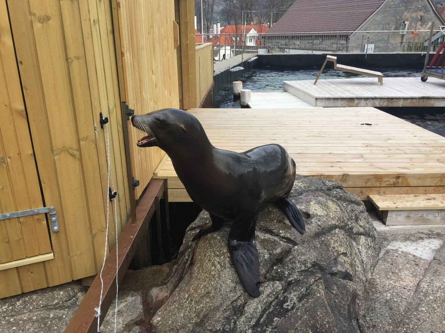 Californian Sea Lion