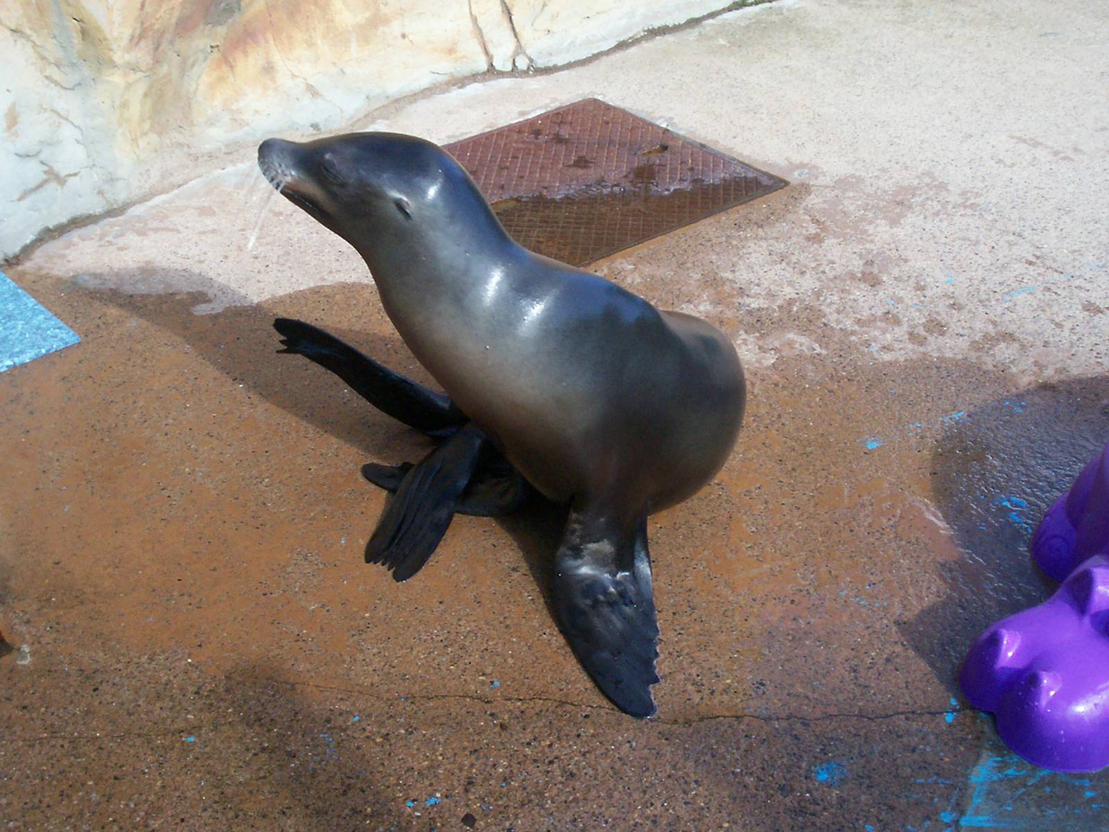 Californian sea lion