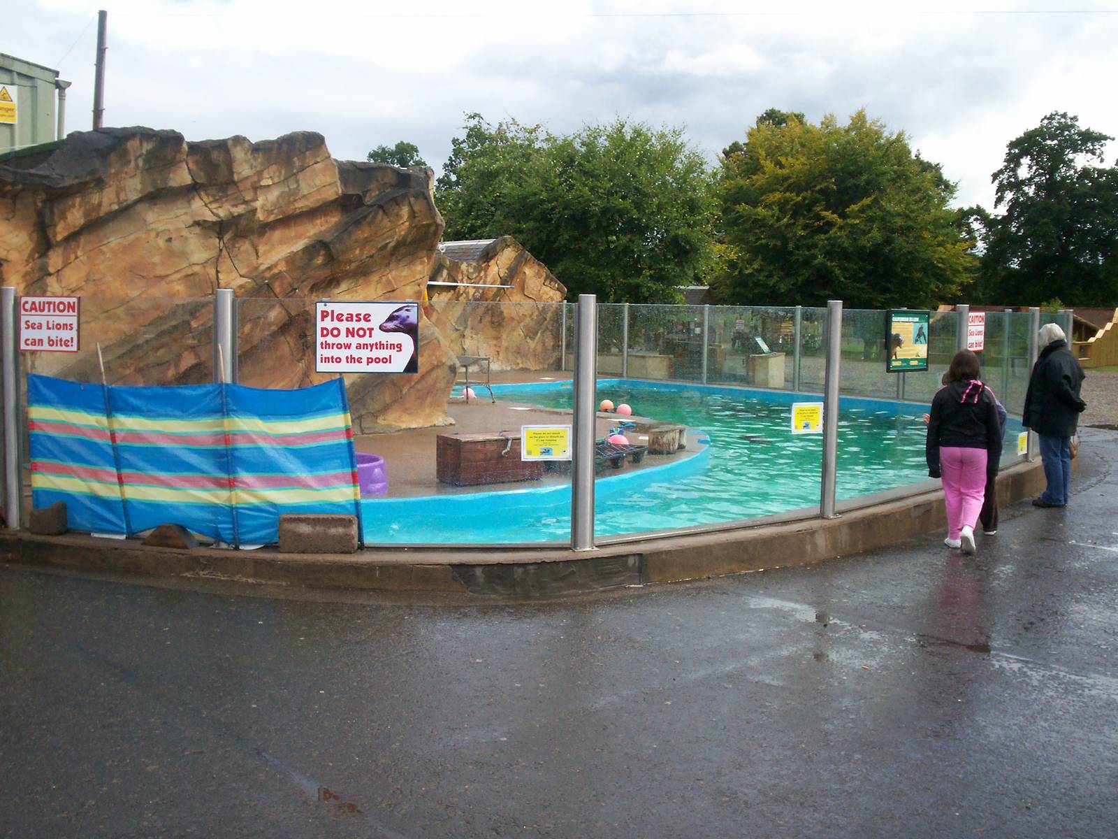 Californian sea lion