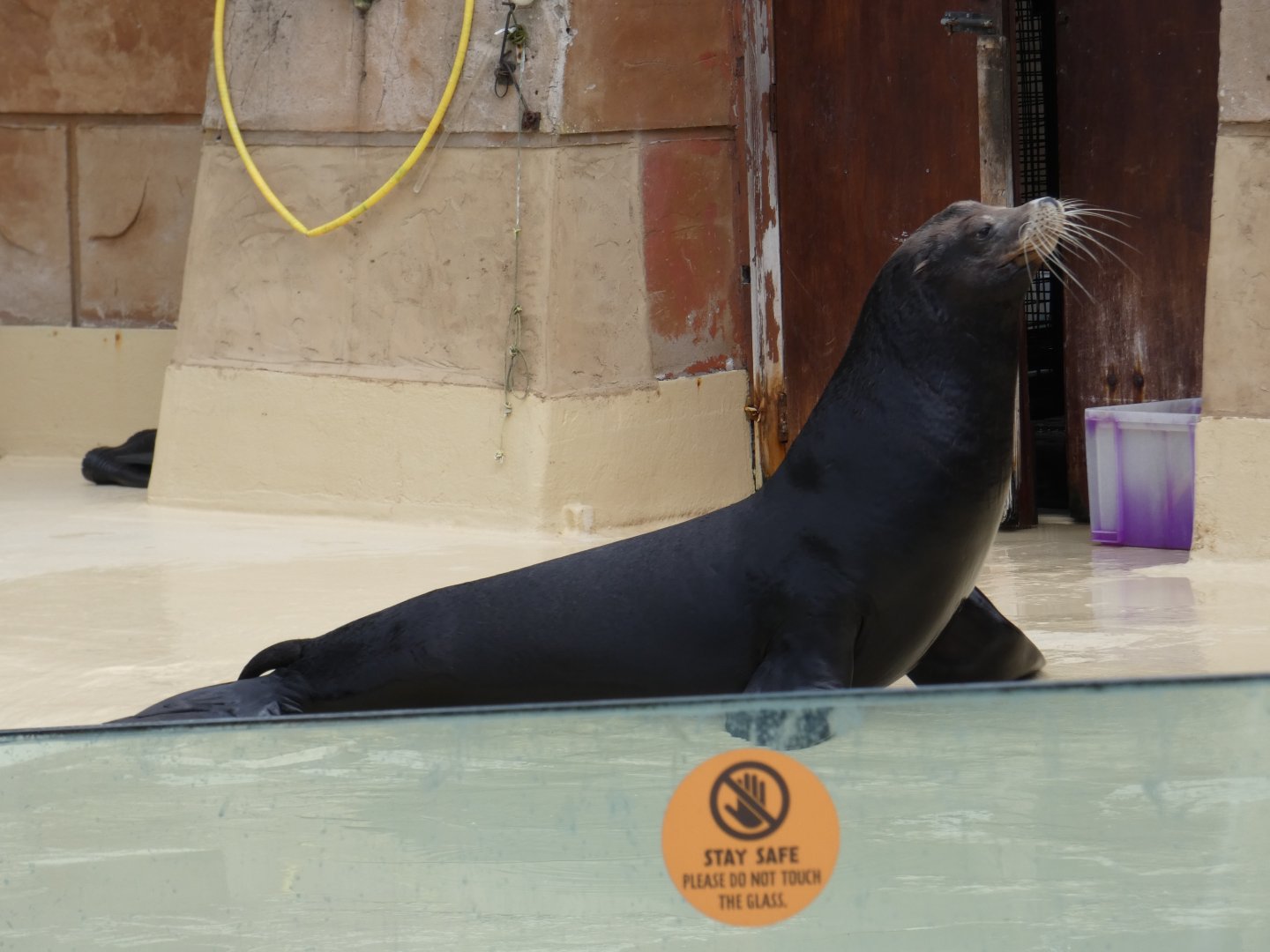 Californian sea lion