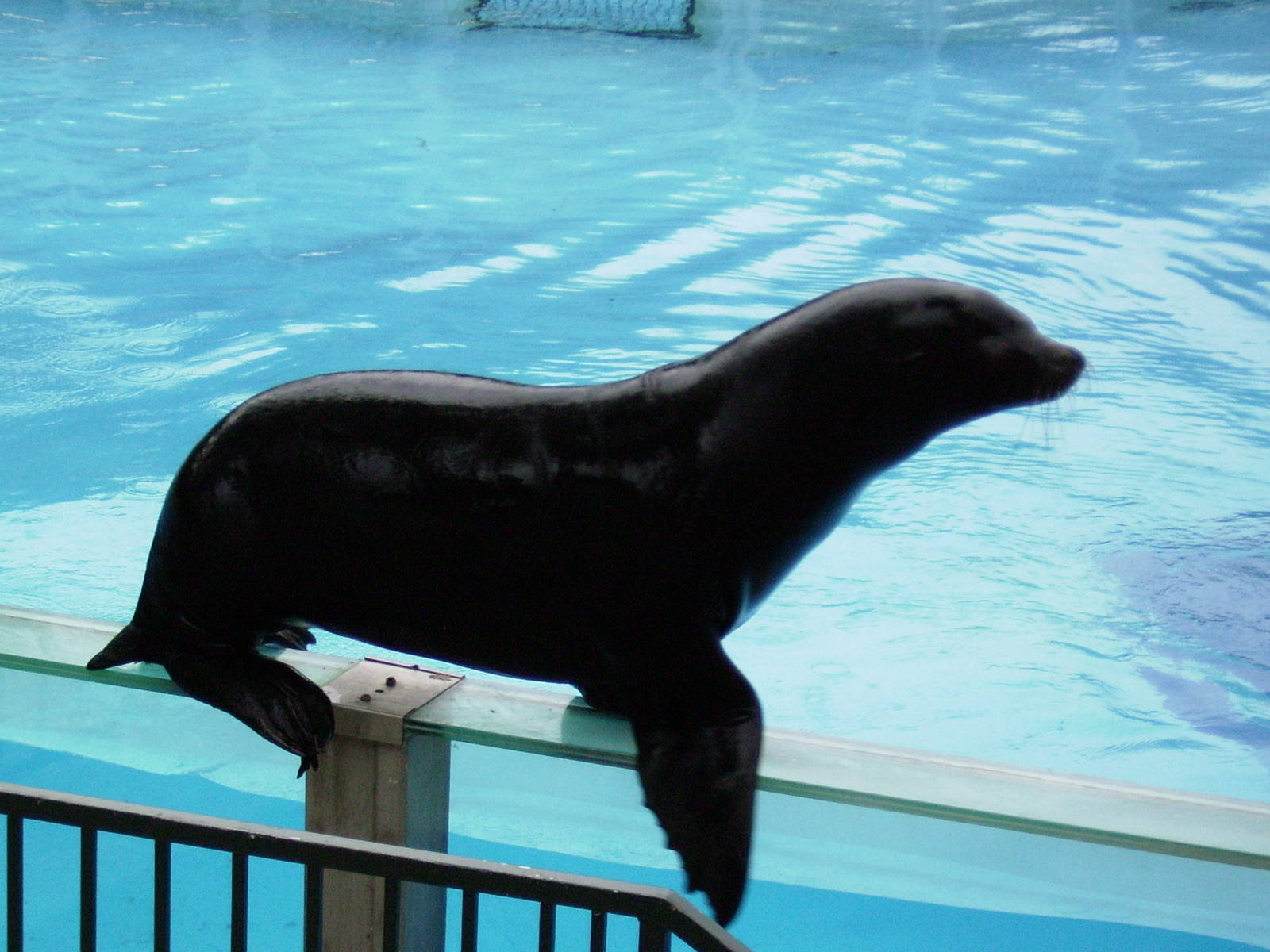 Californian sea lion