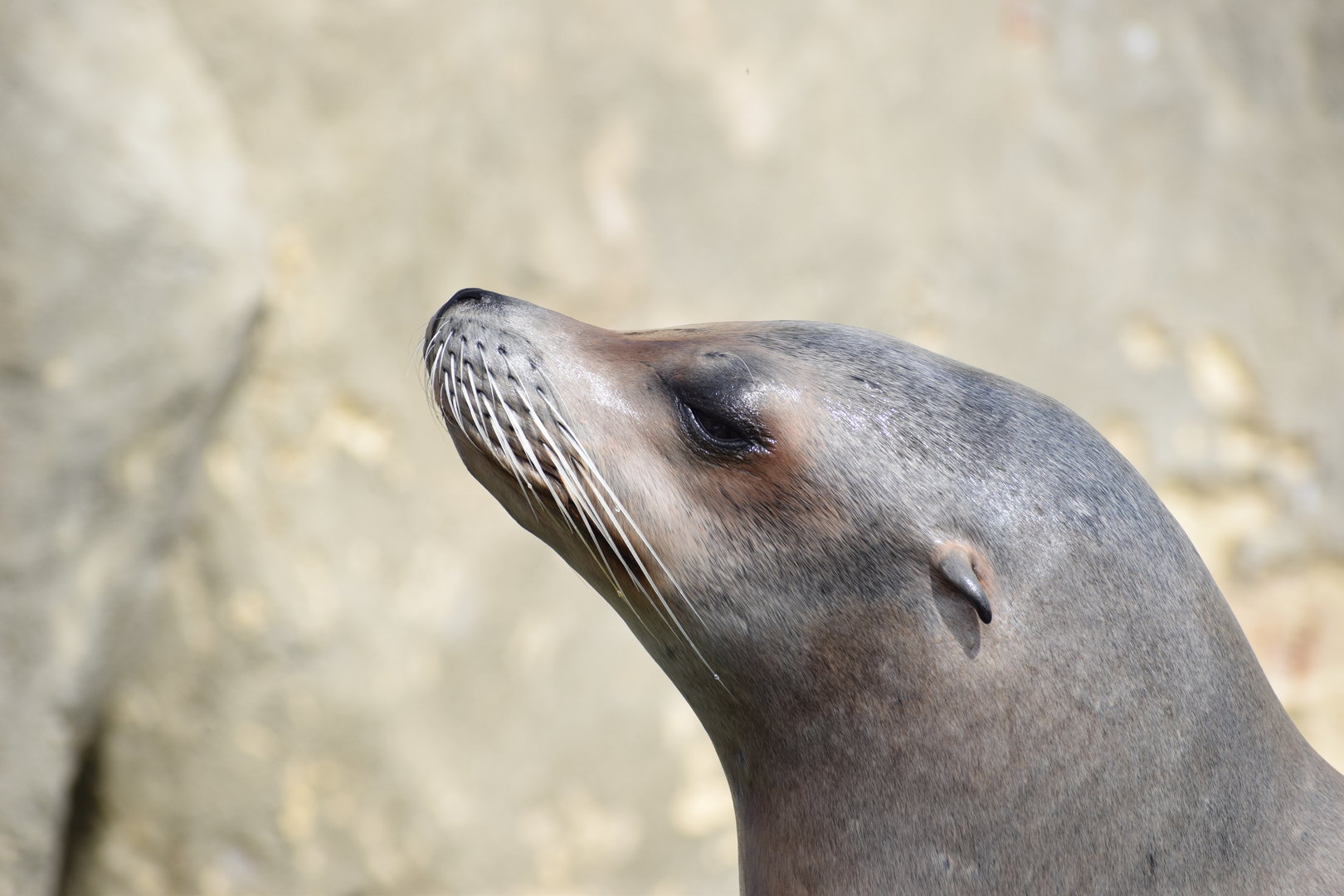 Californian Sea lion