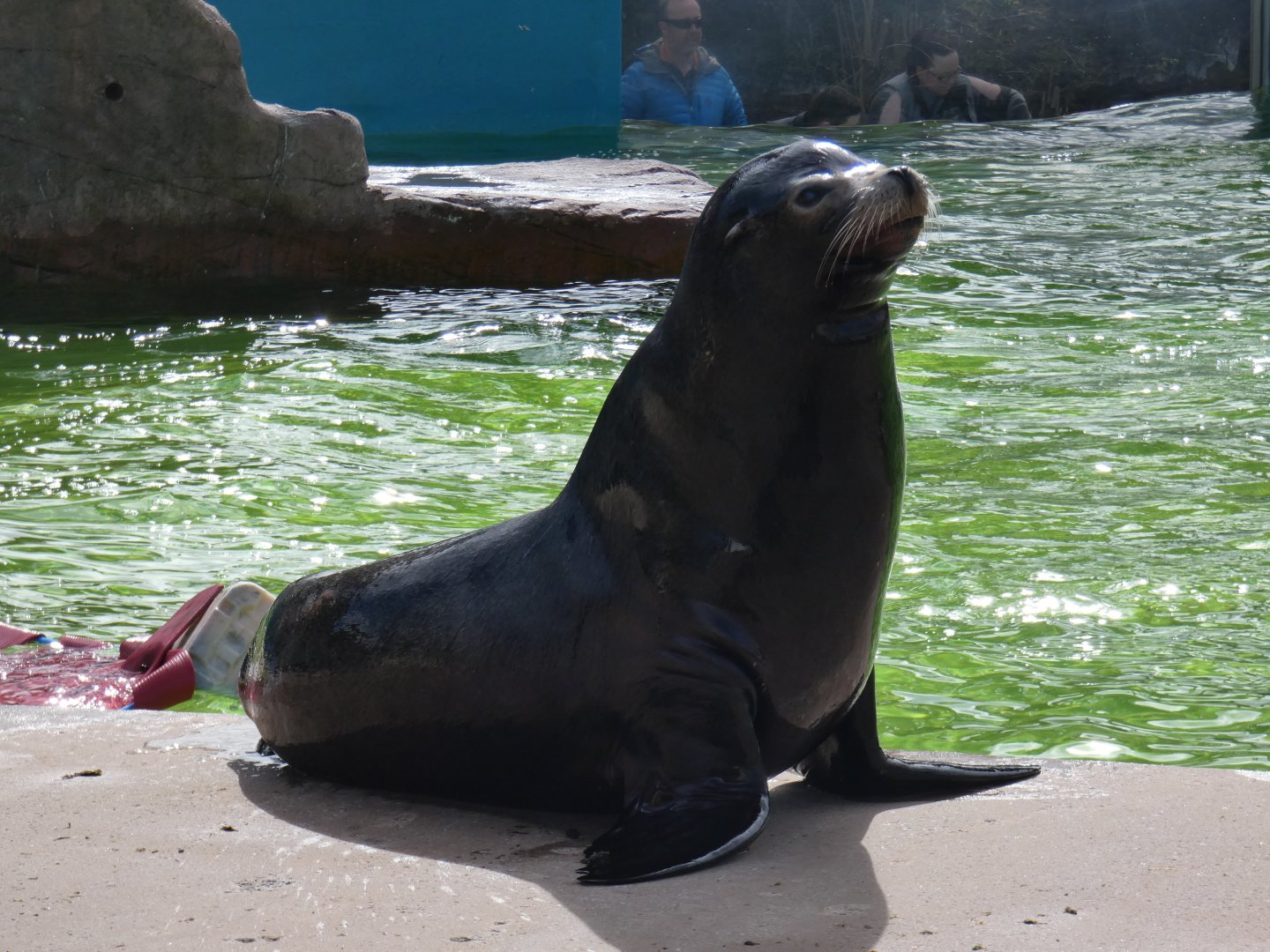 Californian sea lion