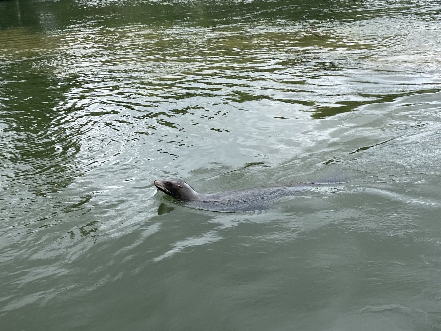 Californian sea lion