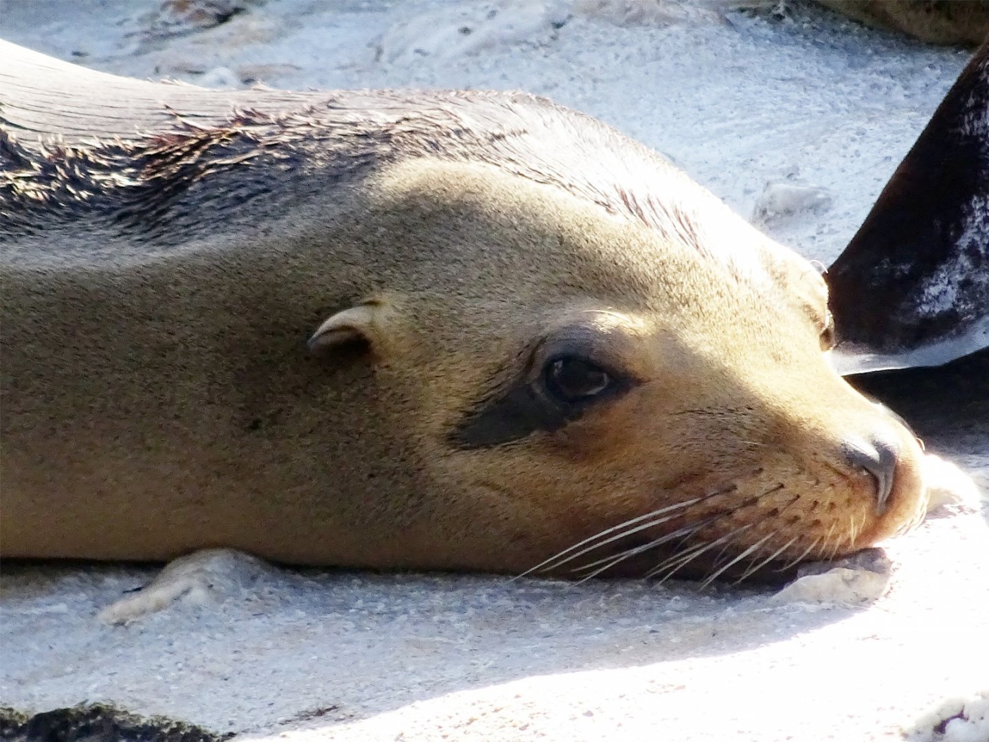Californian Sea Lion