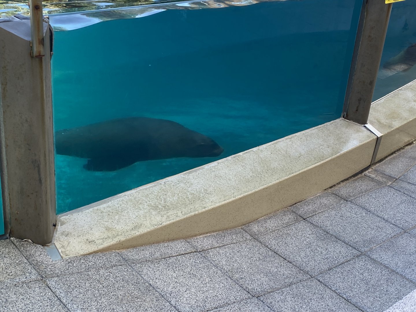 Californian sea lion