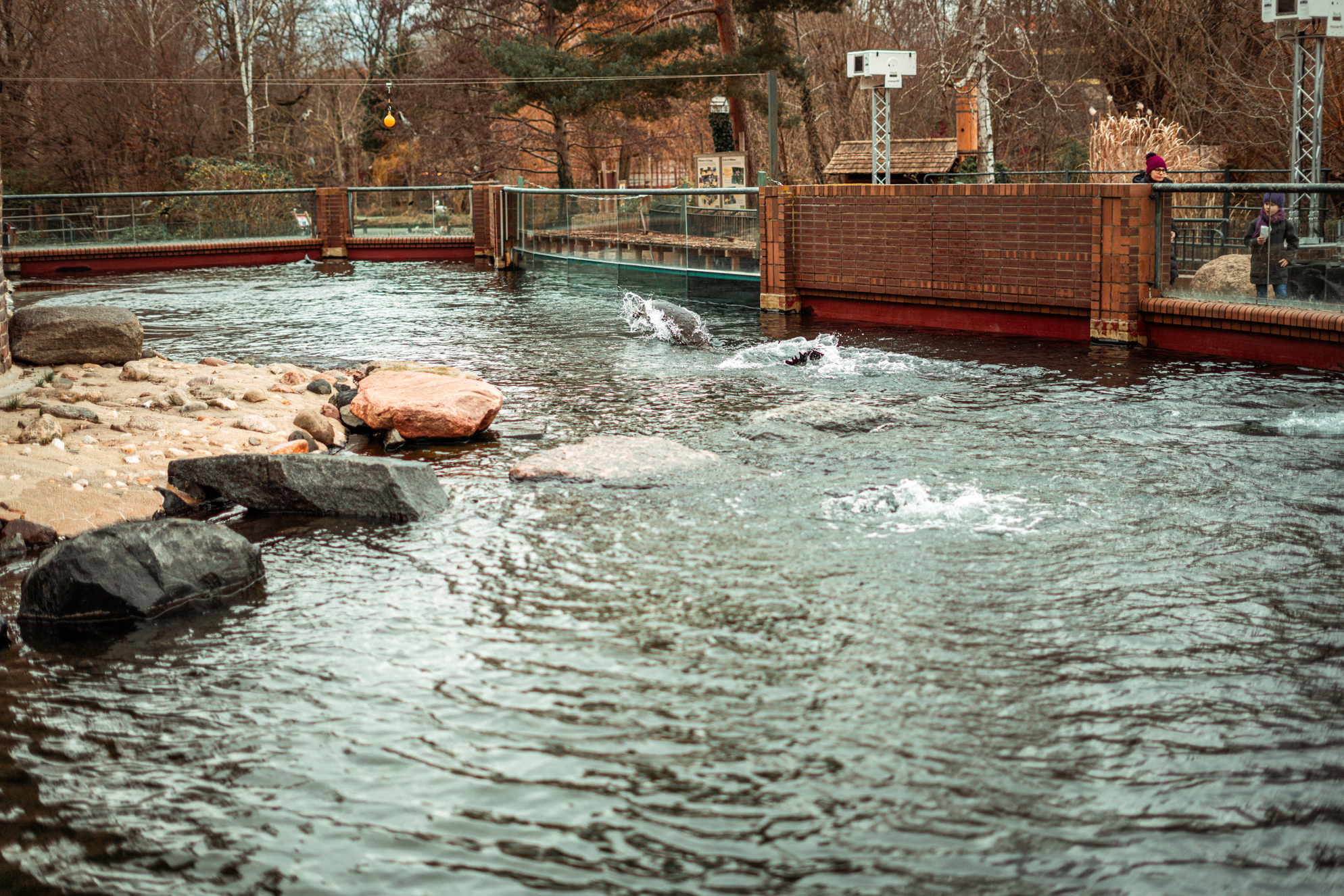 Californian sea lions (0.4) / Cape fur seal (0.1)