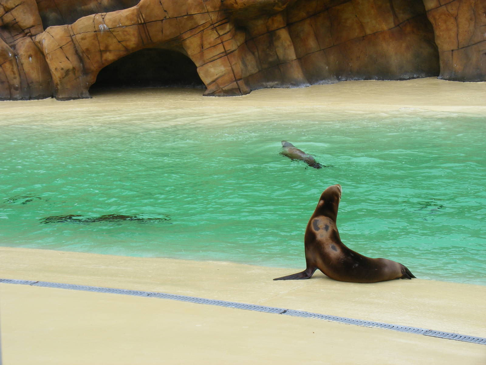Californian sea lions at Blackpool Zoo, 13 June 2011