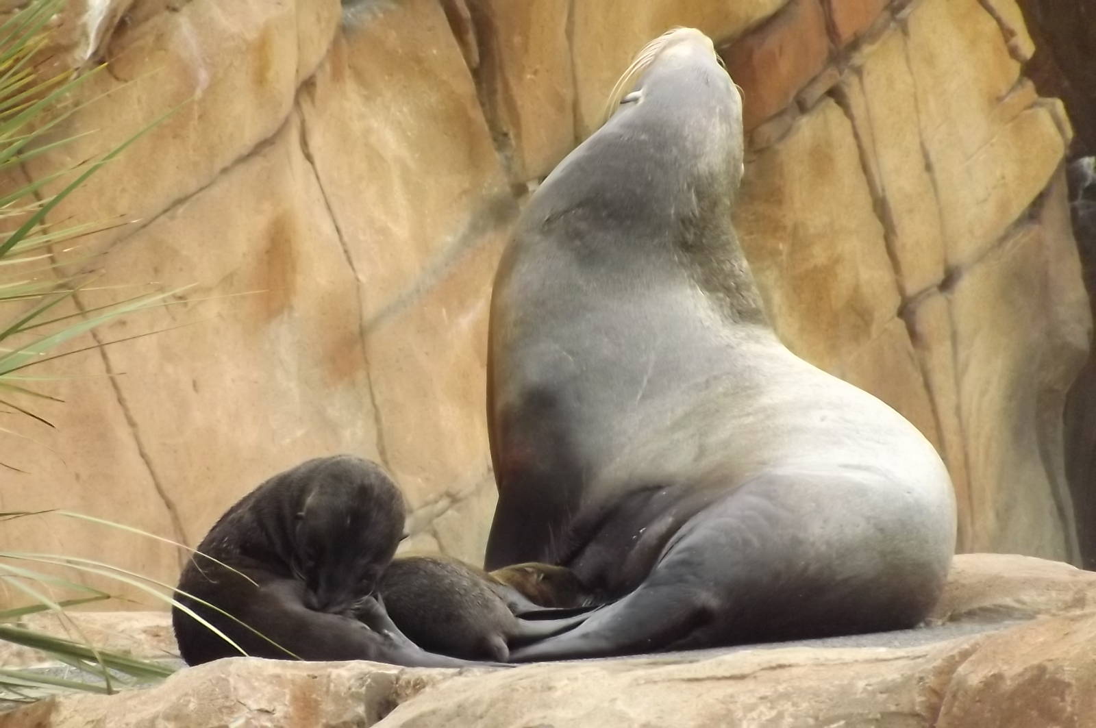 Californian Sea Lions at Blackpool Zoo 14/07/12