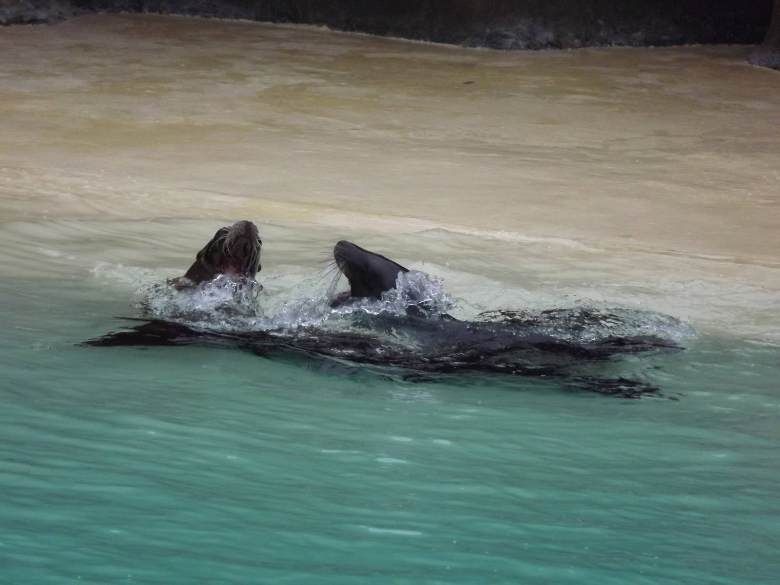 Californian Sea Lions at Blackpool Zoo 26/02/12