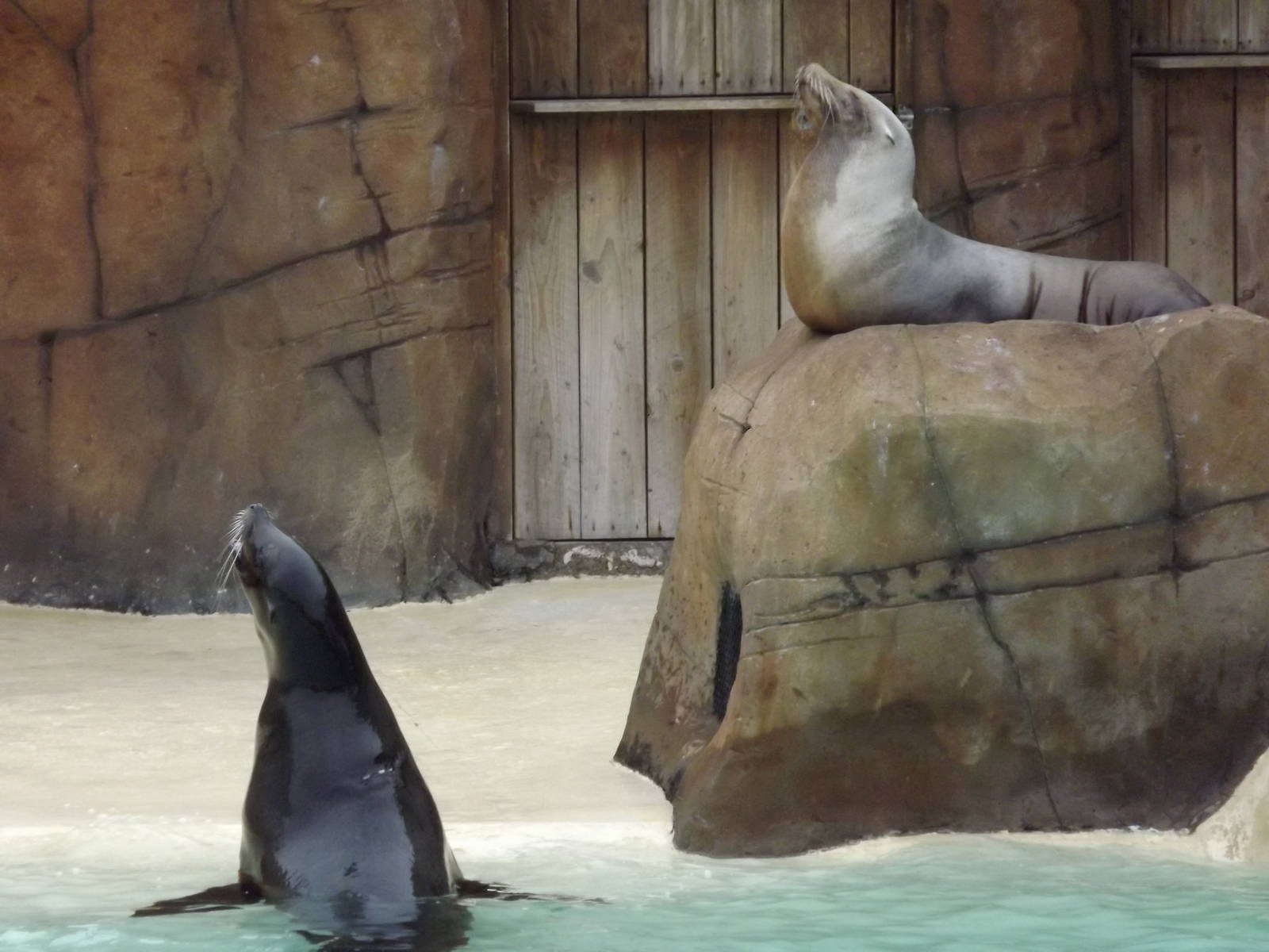 Californian Sea Lions at Blackpool Zoo 26/02/12