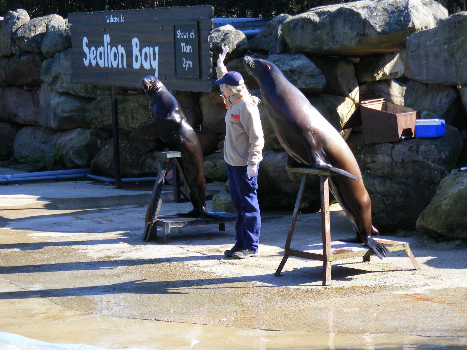 Californian sea lions at Chessington Zoo, 7 March 2010
