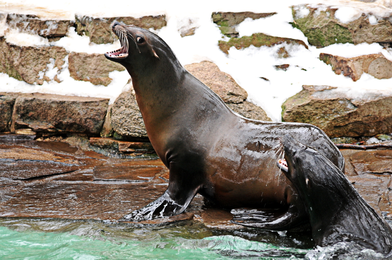 Californian sea lions at Dortmund