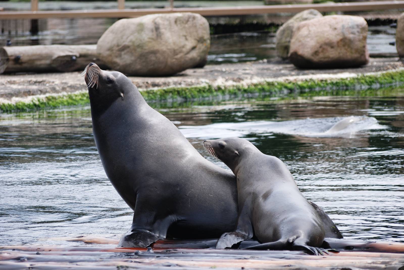 Californian Sea Lions at Harderwijk, 01/06/12