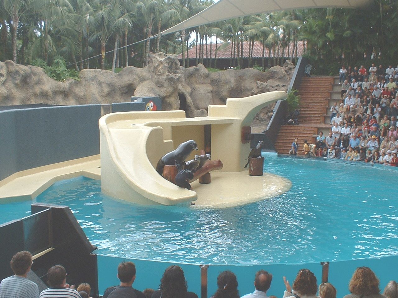 Californian sea lions at Loro Parque in Tenerife, 16 May 2004