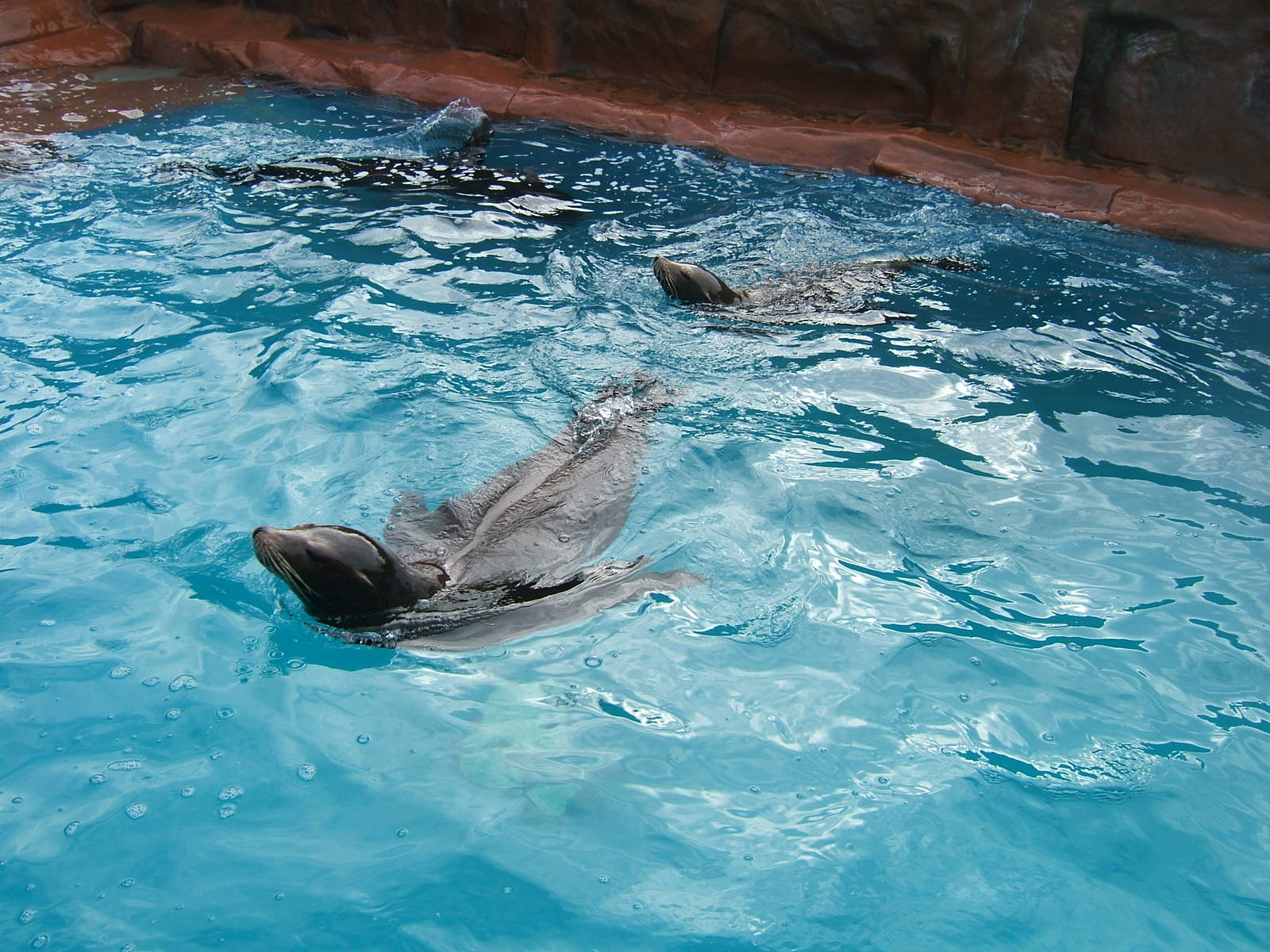 Californian sea lions at West Midland Safari Park, 13 February 2010