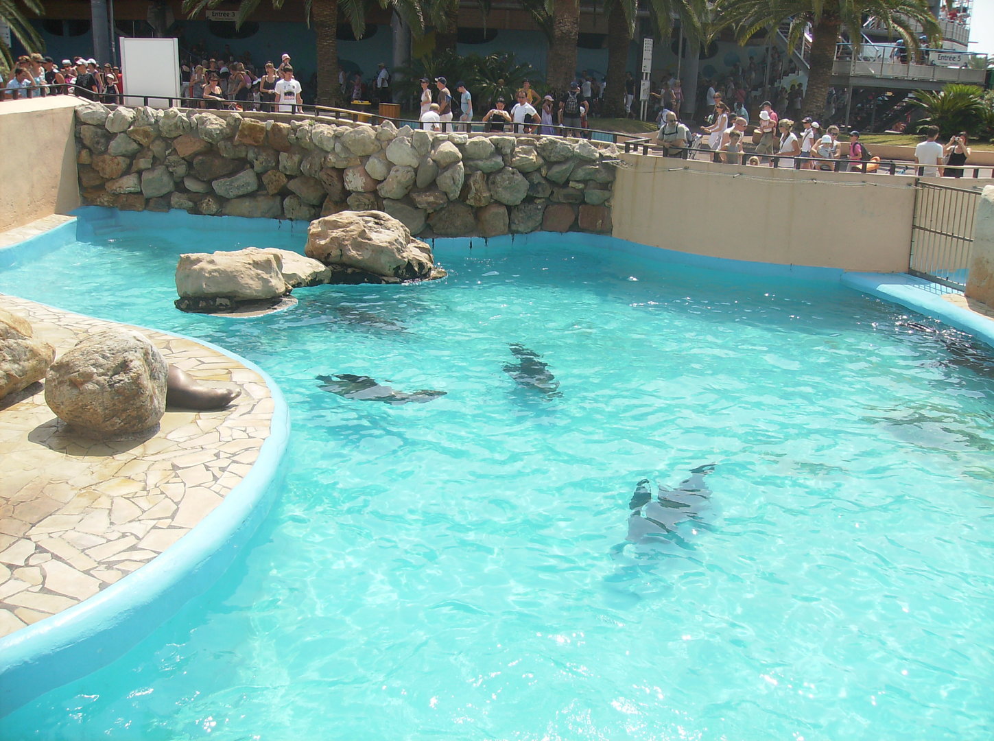 Californian sea lions exhibit - 2010