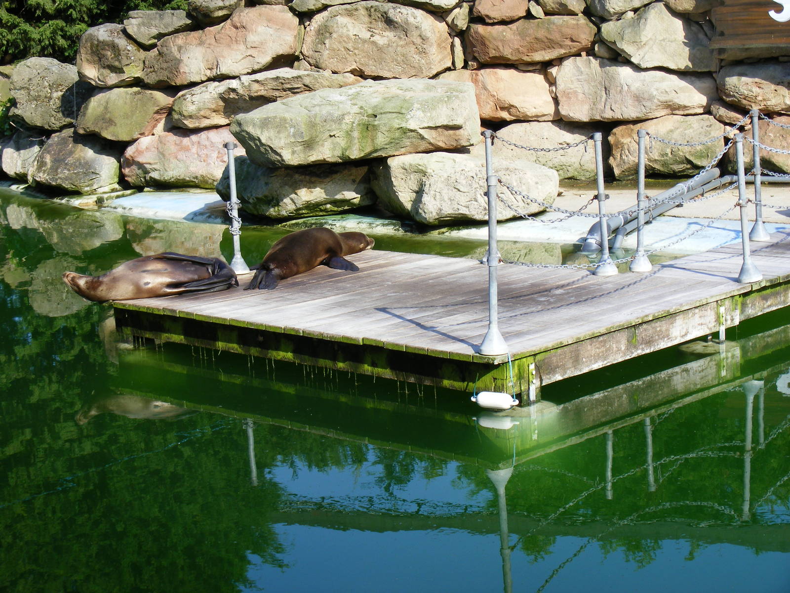 Californian sea lions in Sealion Bay exhibit at Chessington Zoo, 24 May 200