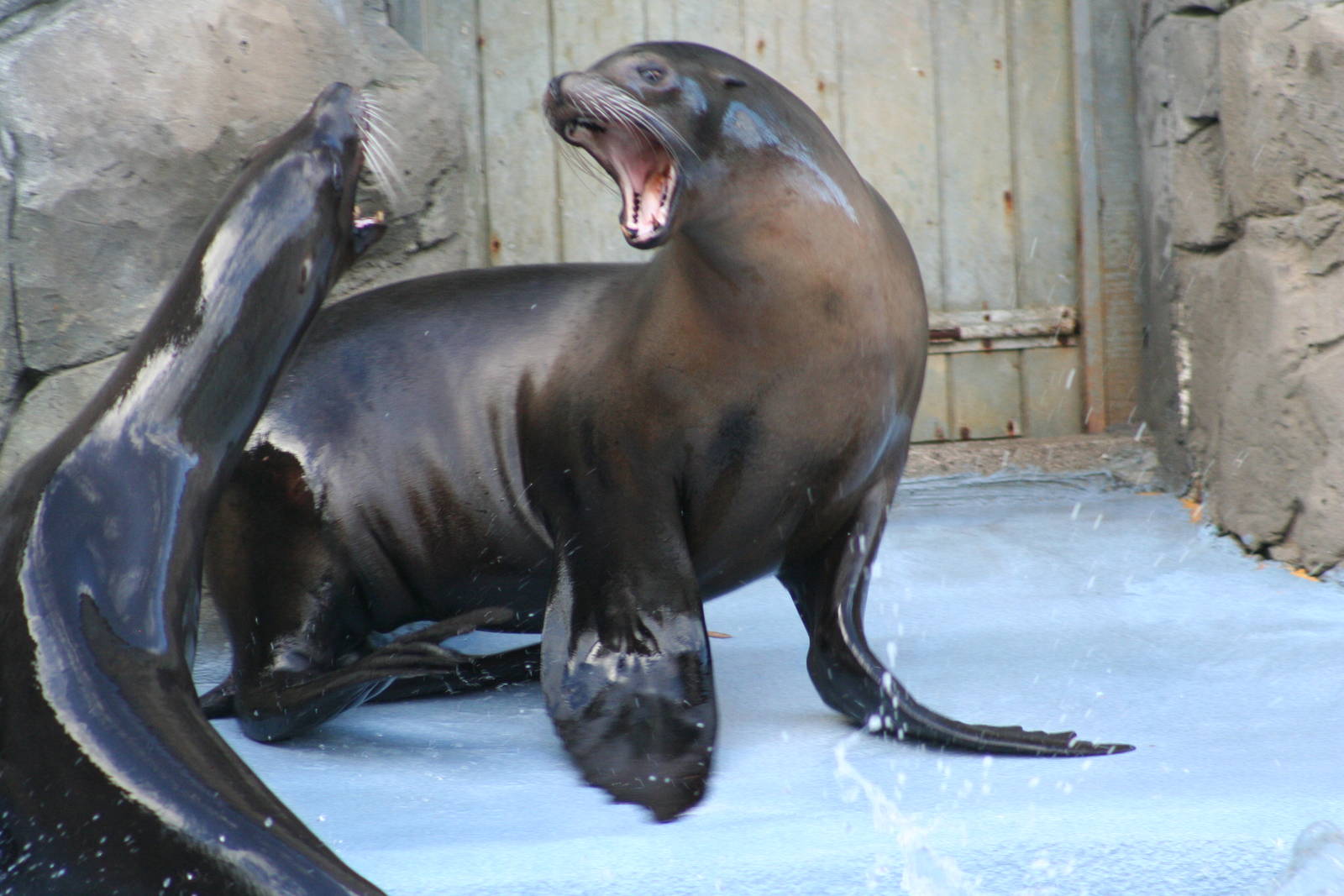 Californian Sea Lions @ Knowsley; 25.10.2014